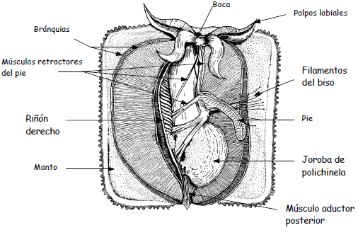 Punquei Biolog a Y CTM Disecci n Del Mejill n punquei-biolog-a-y-ctm-disecci-n-del-mejill-n